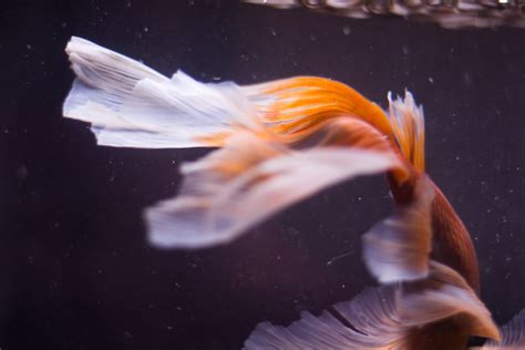 水族箱擺放位置|魚缸怎麼選？水族箱選購指南：風水、尺寸、採光全攻略